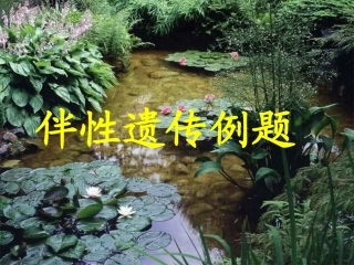 伴性遗传例题遗传系谱图