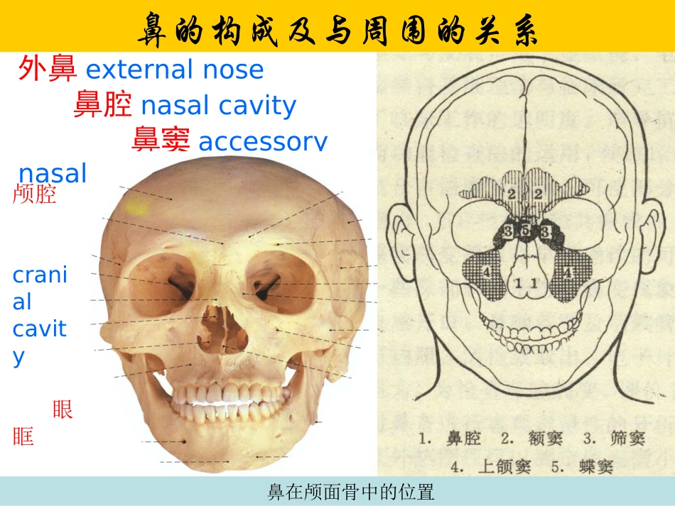 鼻的解剖与生理课件_第2页