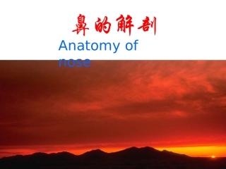 鼻的解剖与生理课件