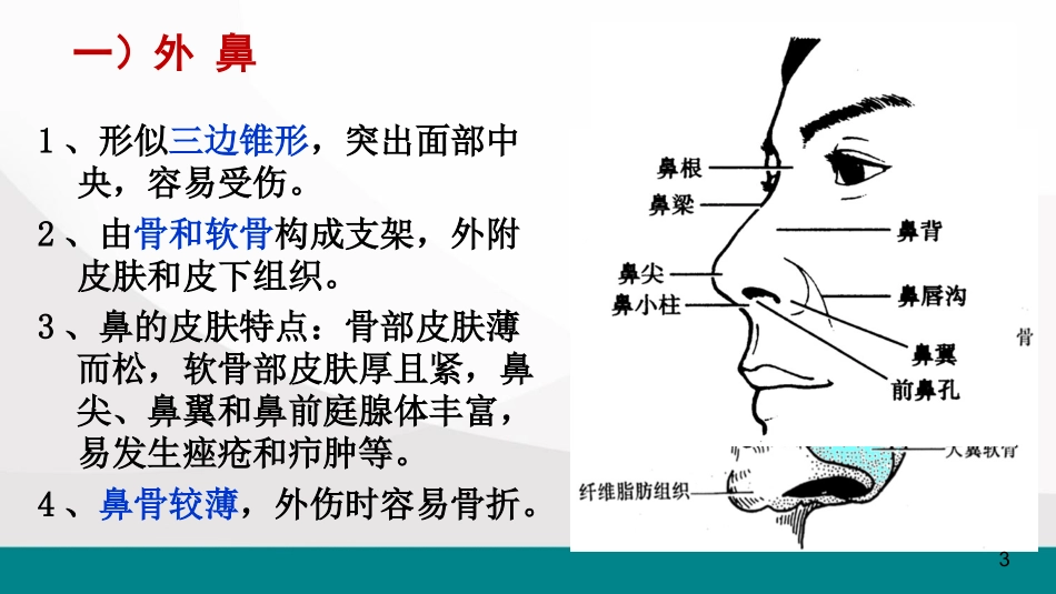 鼻解剖医学课件_第3页