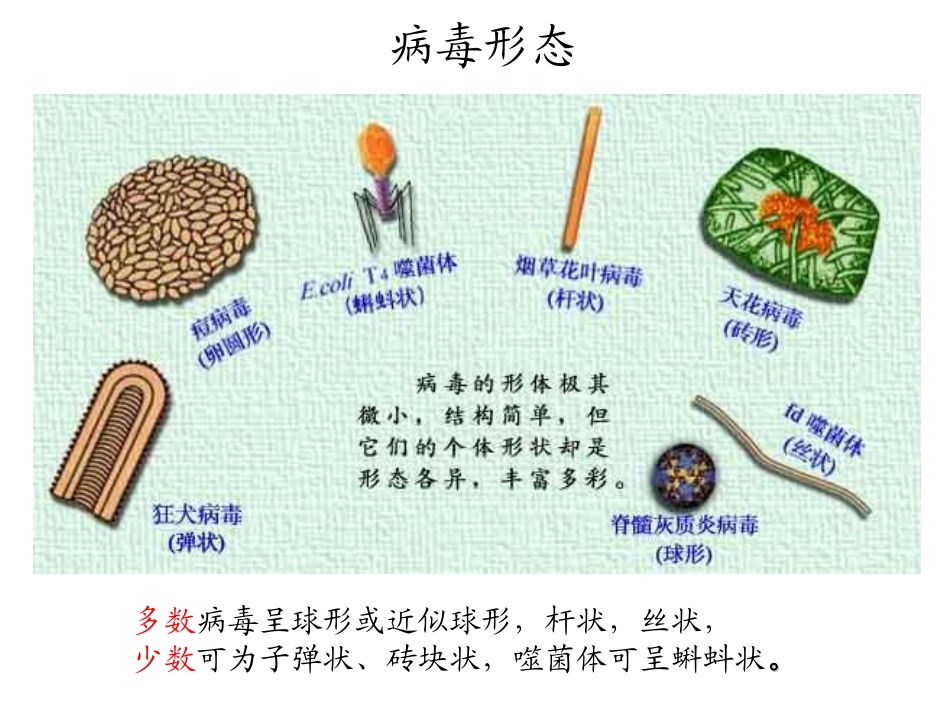 病毒的组成及基因组_第2页