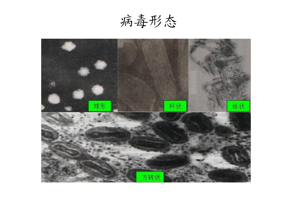 病毒的组成及基因组_第3页