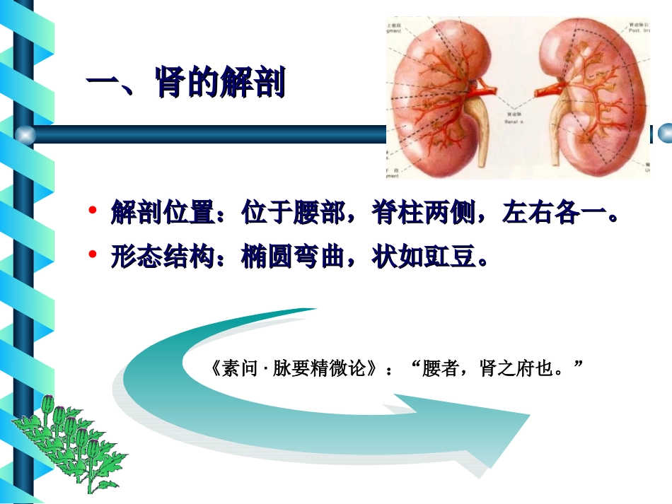 藏象学说肾周康梅_第2页