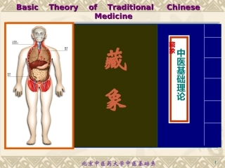 藏象学说五脏肺详解