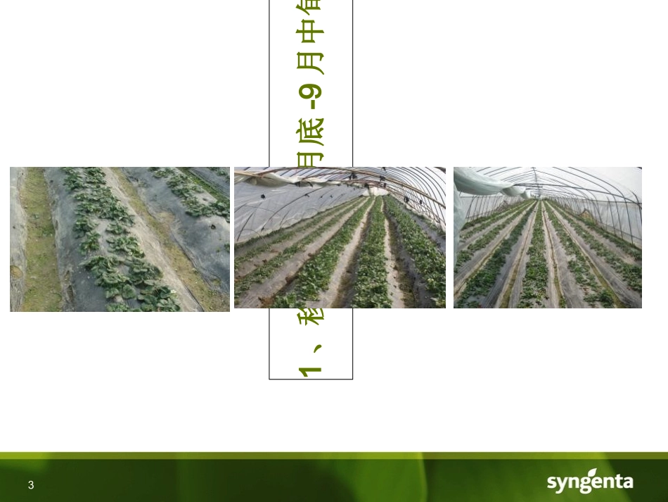 草莓用药方案讲义_第3页