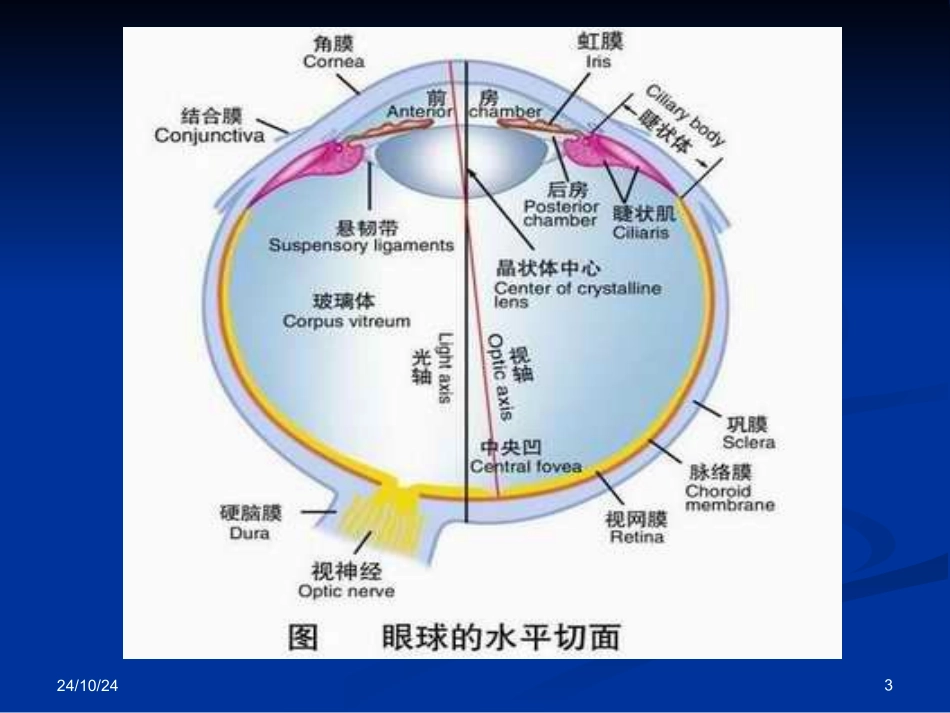 常见疾病病因与治疗方法视觉障碍和眼球运动障碍_第3页