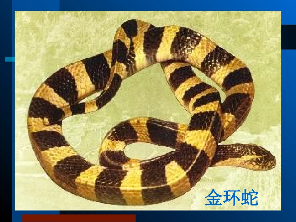 常见蛇咬伤诊疗和处置附图讲义_第3页