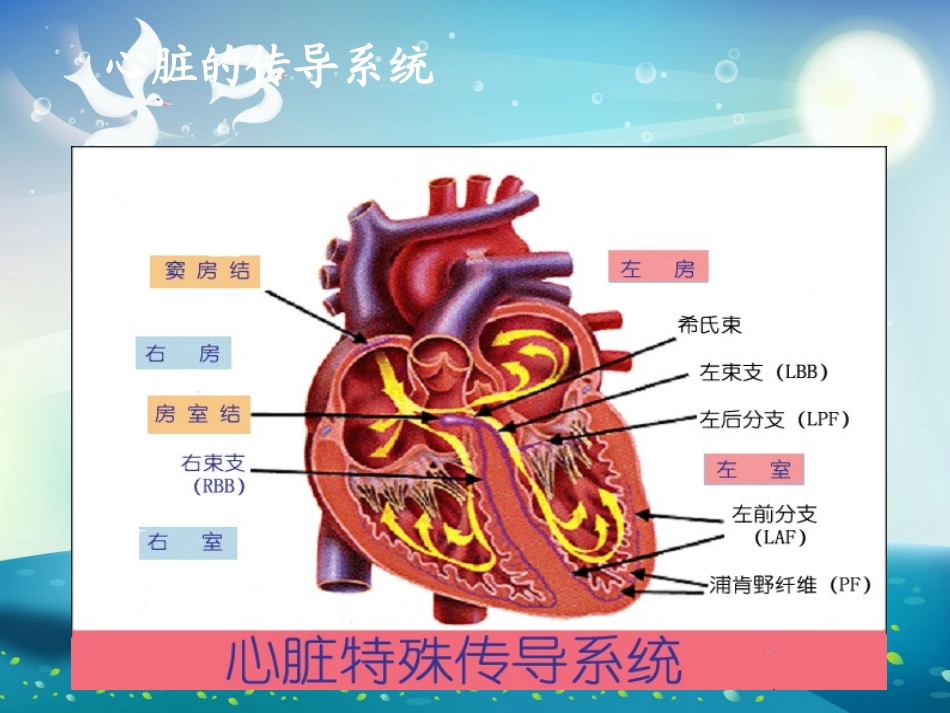 常见心律失常及急救护理课件_第2页