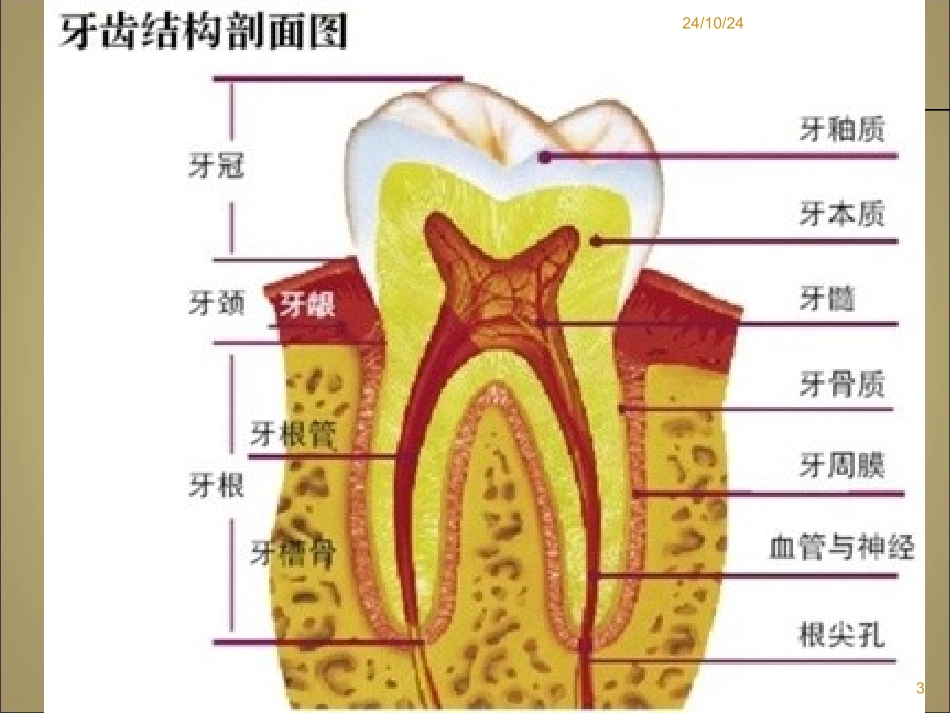 常见牙周疾病课件_第3页