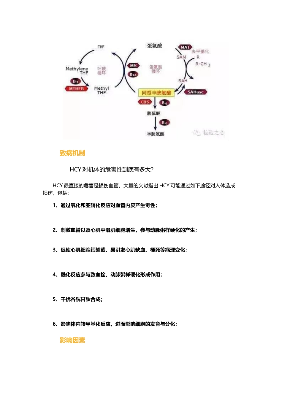 同型半胱氨酸的解读_第2页