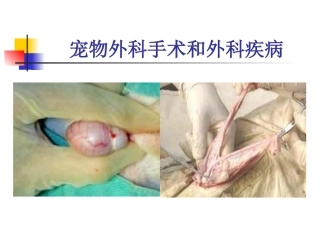 宠物外科手术与疾病宠物外科