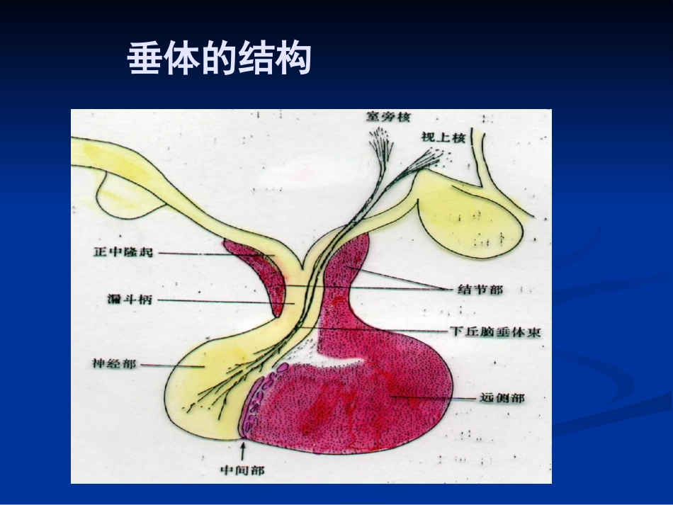 垂体瘤的诊治指南培训课件_第2页