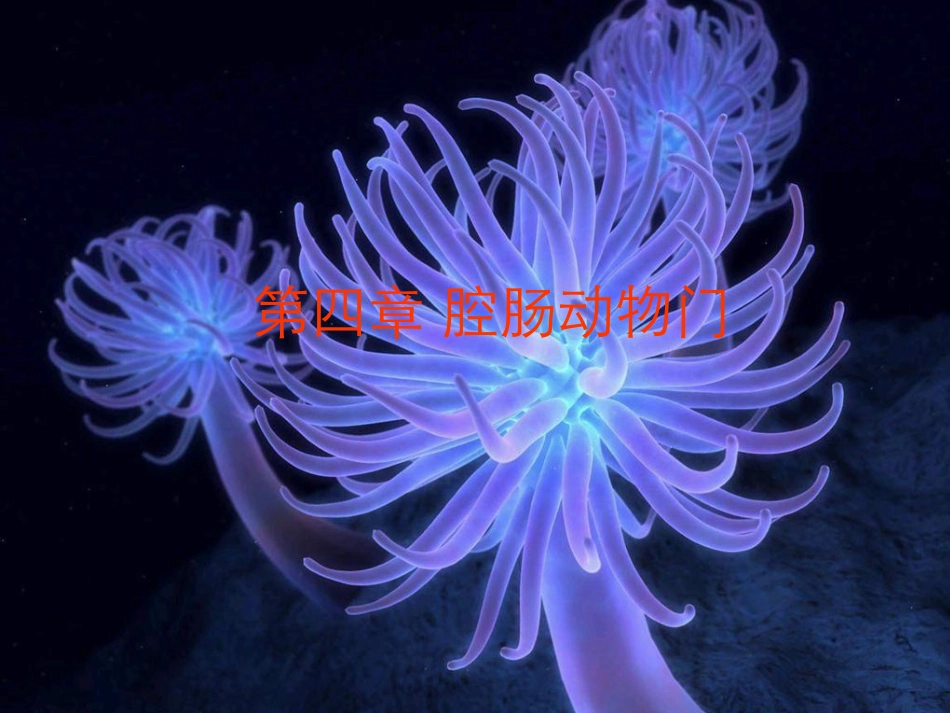 刺胞动物门腔肠动物门上_第1页