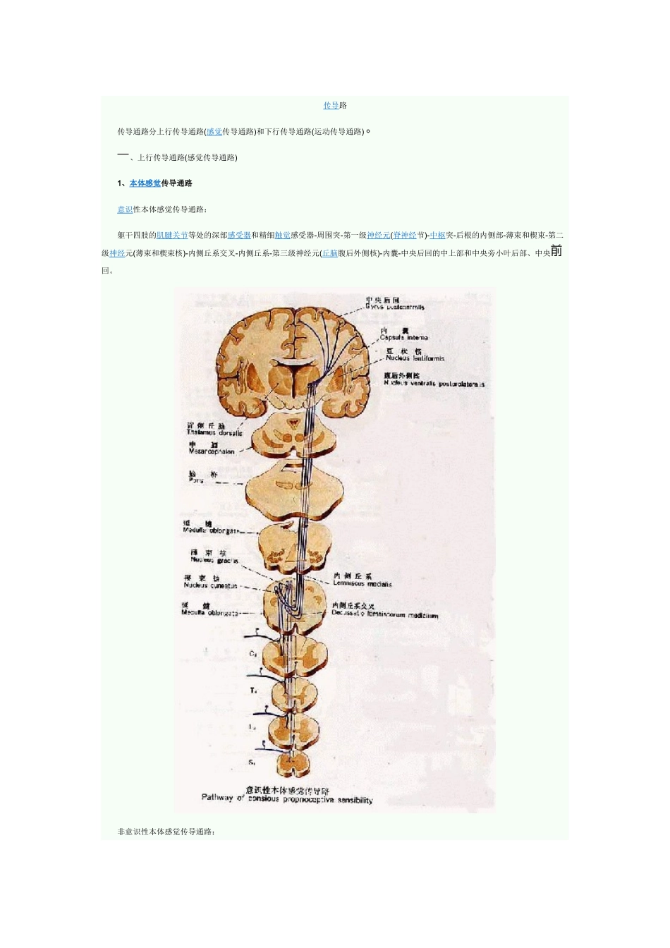 各种传导通路汇总_第1页