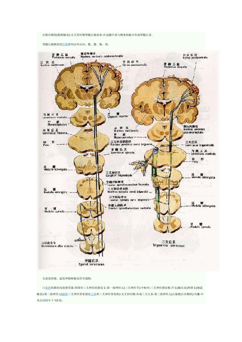 各种传导通路汇总_第3页