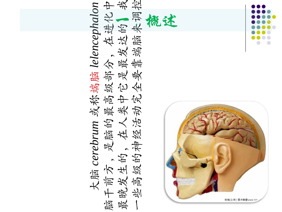大脑皮质的功能定位讲义_第2页