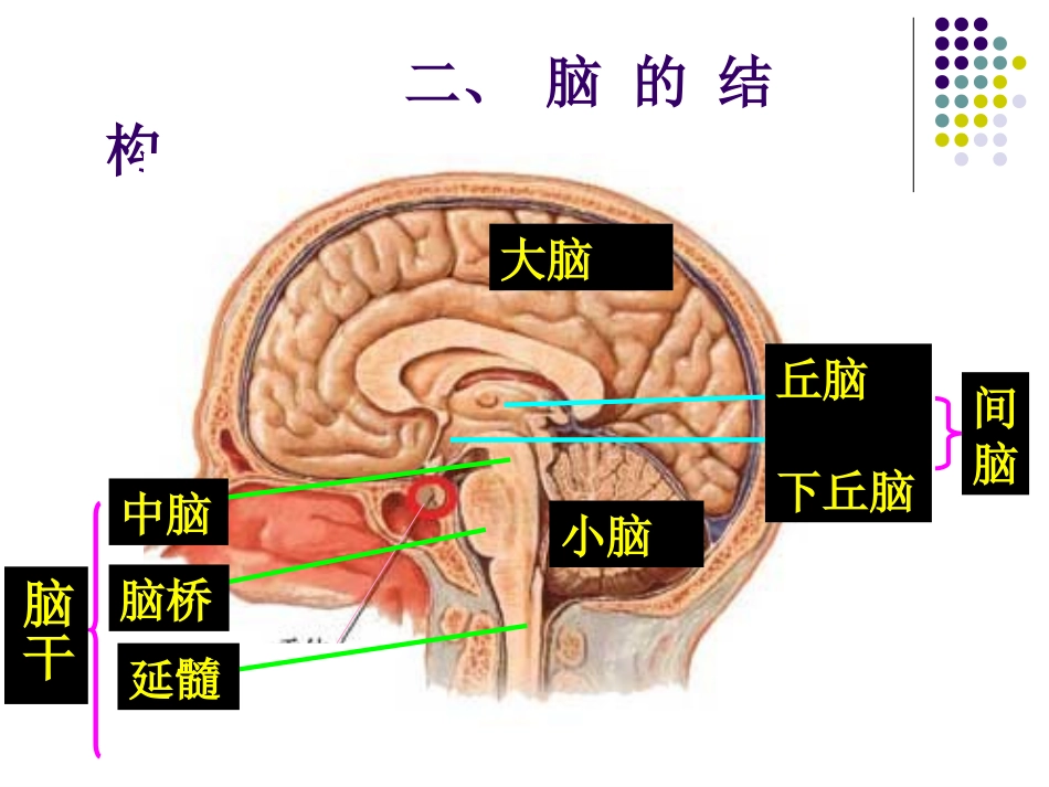 大脑皮质的功能定位讲义_第3页