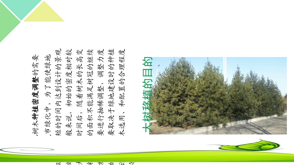 大树移植技术与后期养护_第3页