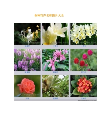 各种花卉名称图片大全