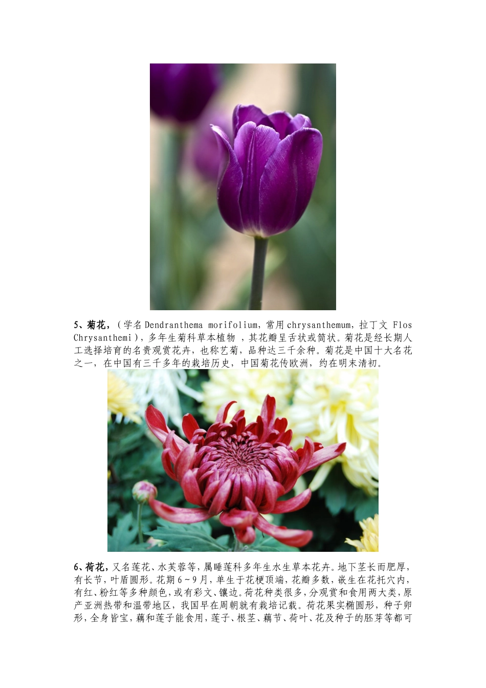 各种花卉图片及简介_第3页