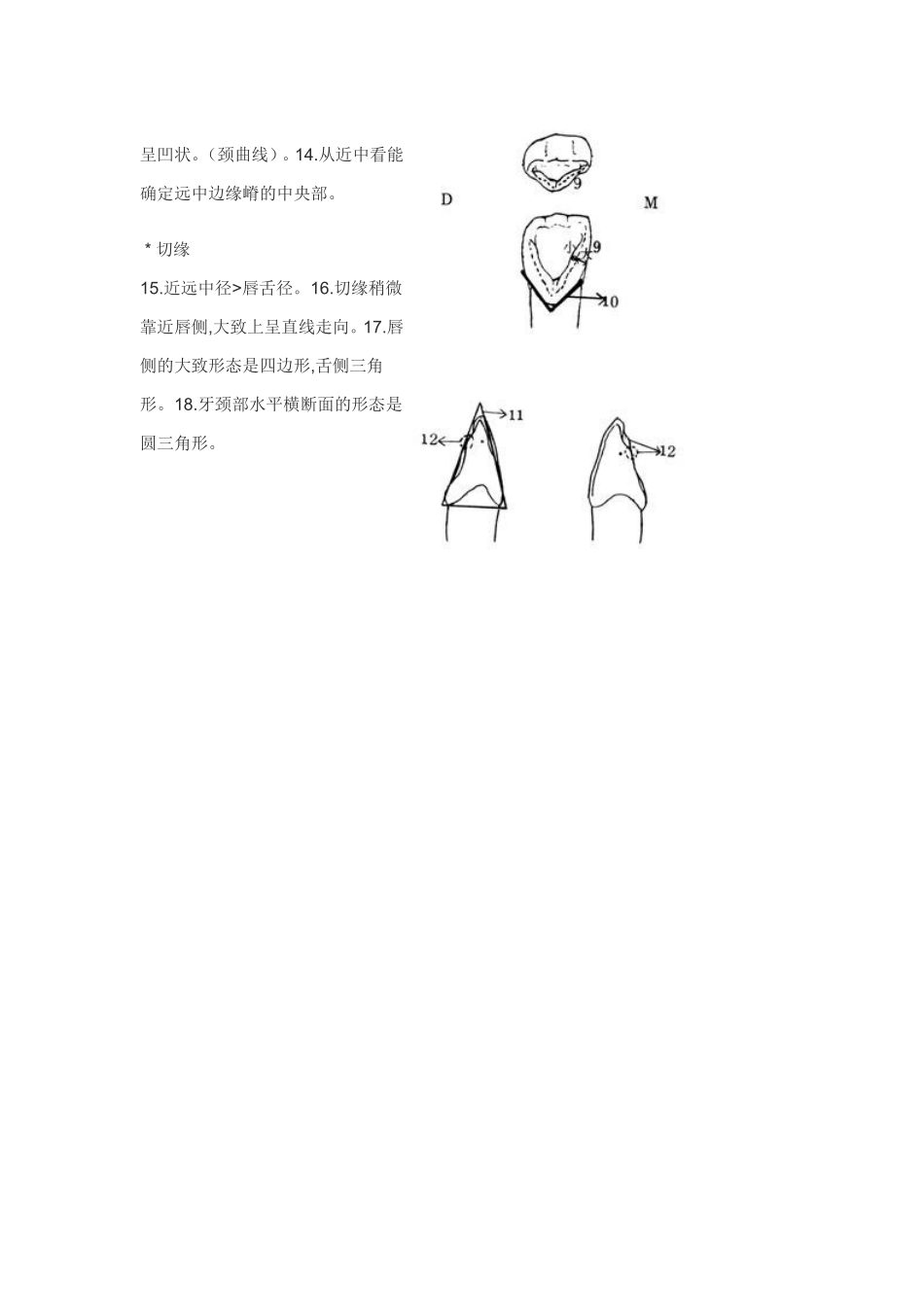 各个牙体雕刻之基本形态要求_第2页
