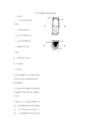 各个牙体雕刻之基本形态要求