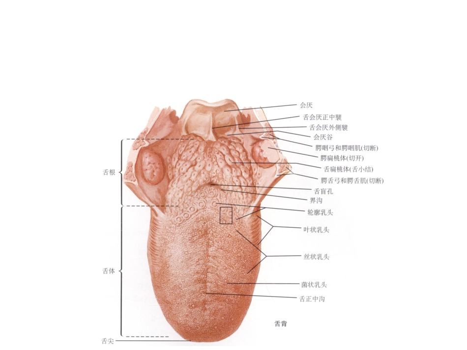邓思敏舌缺损的修复重建_第2页