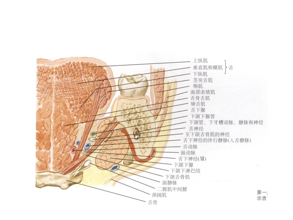 邓思敏舌缺损的修复重建_第3页