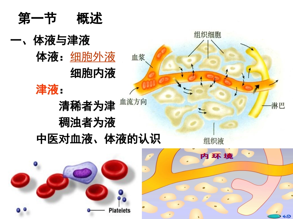 第三节生理止血血液凝固与纤维蛋白溶解_第2页
