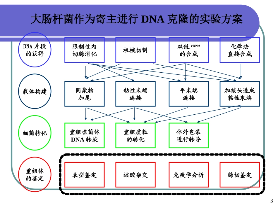 第三章基因文库的构建_第3页