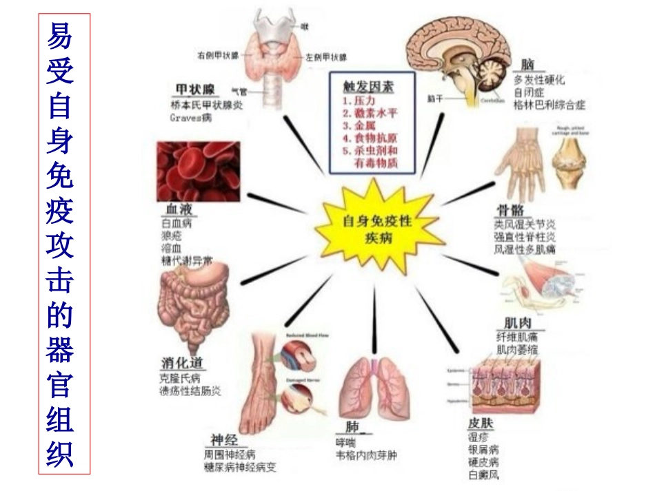 第十八章自身免疫性疾病_第3页