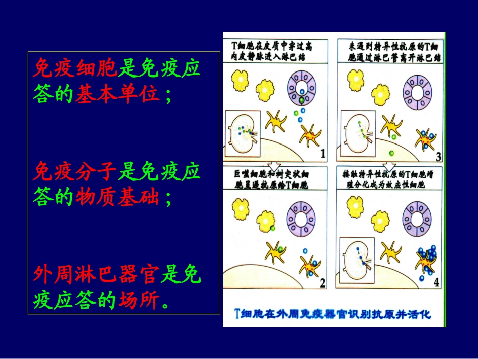 第十二章T细胞介导的细胞免疫应答_第3页