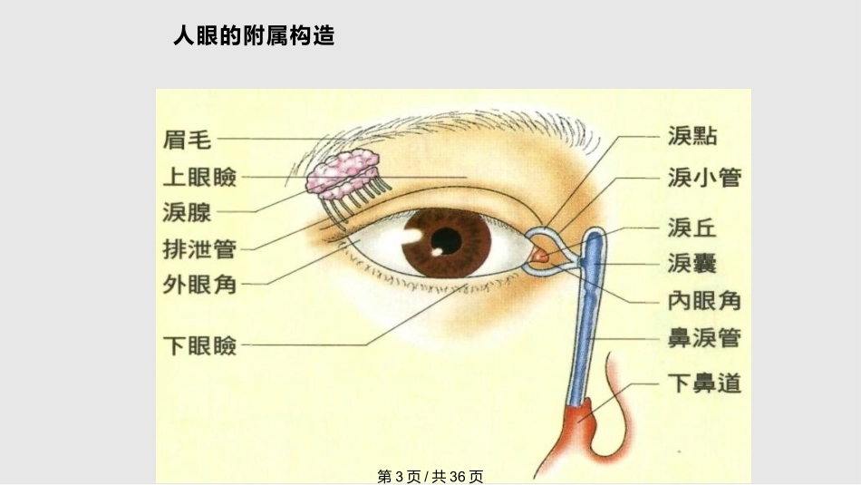 第十九章缓解视疲劳的功能性食品课件_第3页