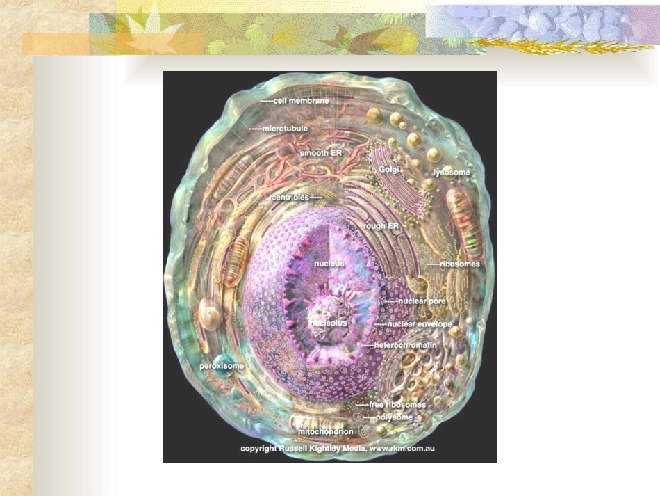 第十章线粒体与氧化磷酸化_第1页