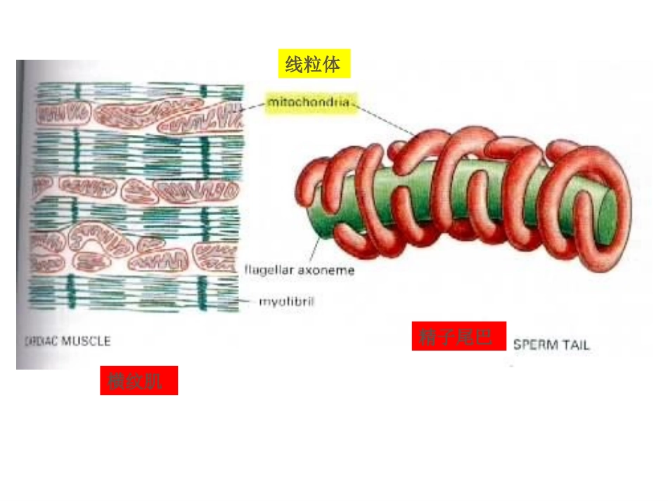 第十章线粒体与氧化磷酸化_第3页