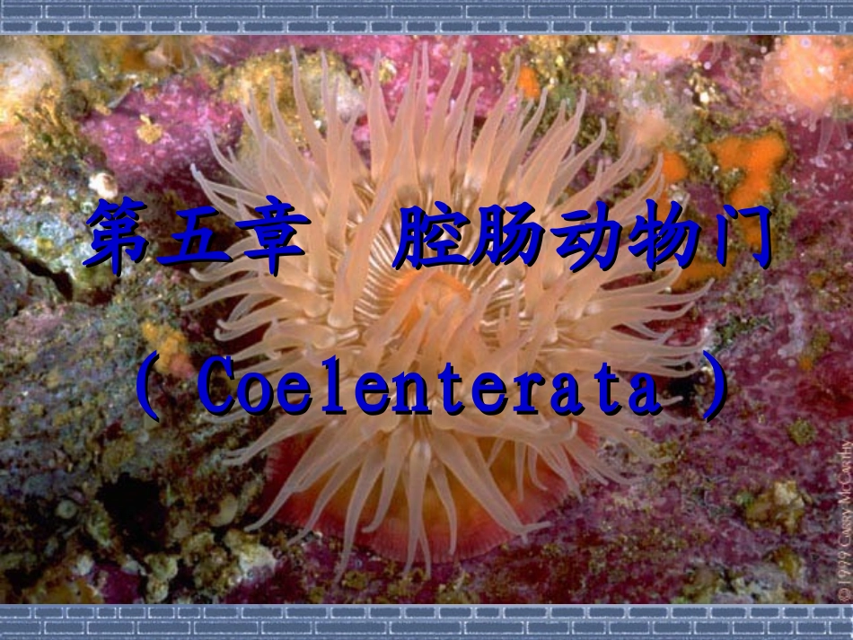 第五章腔肠动物门_第1页