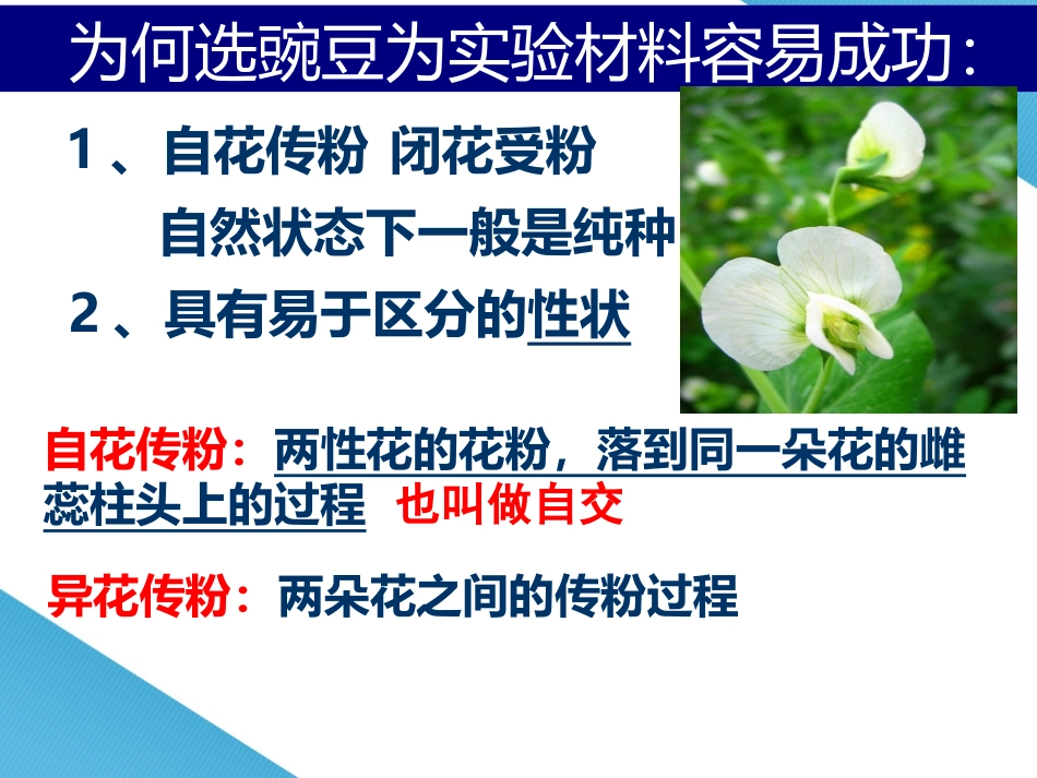 第一节孟德尔的豌豆杂交实验一_第3页