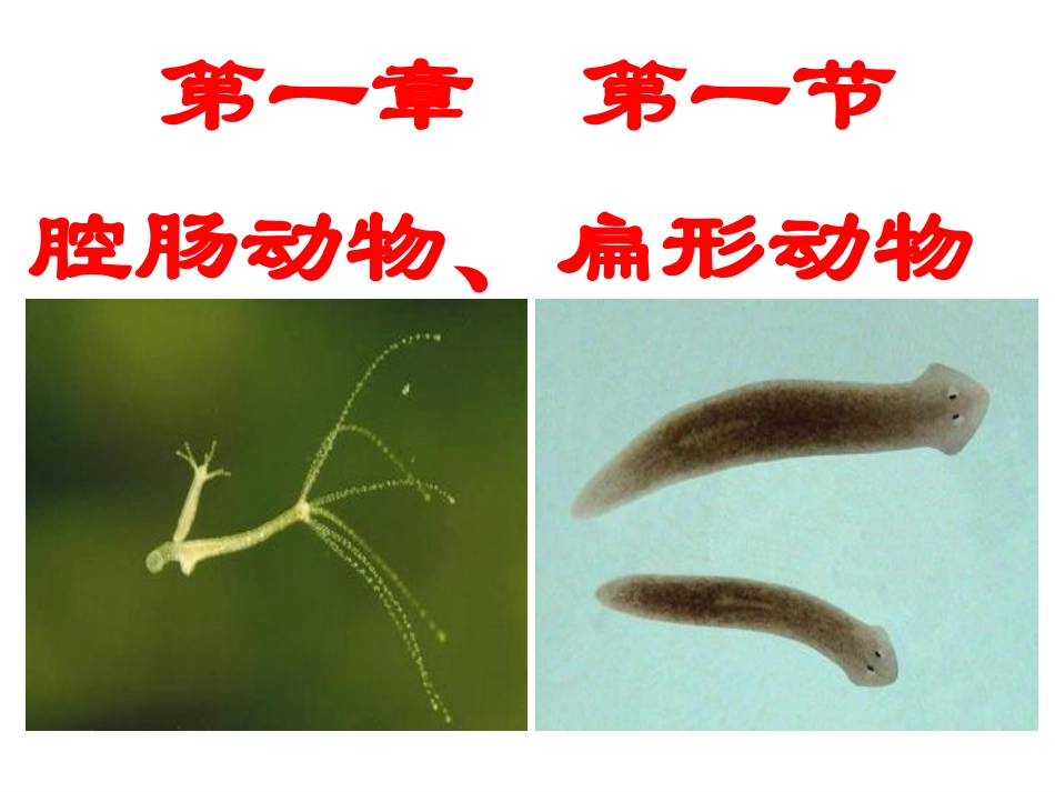 第一节腔肠动物扁形动物_第1页