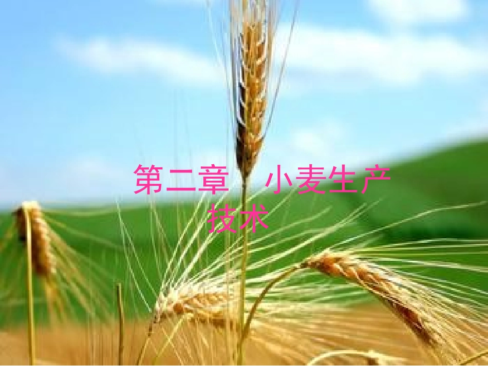 第一节小麦的生长发育_第1页