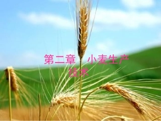 第一节小麦的生长发育