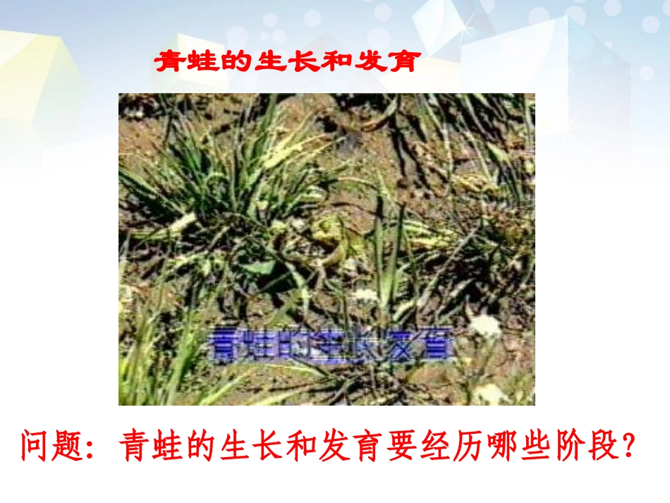 动物的生长变化生长与变化_第3页