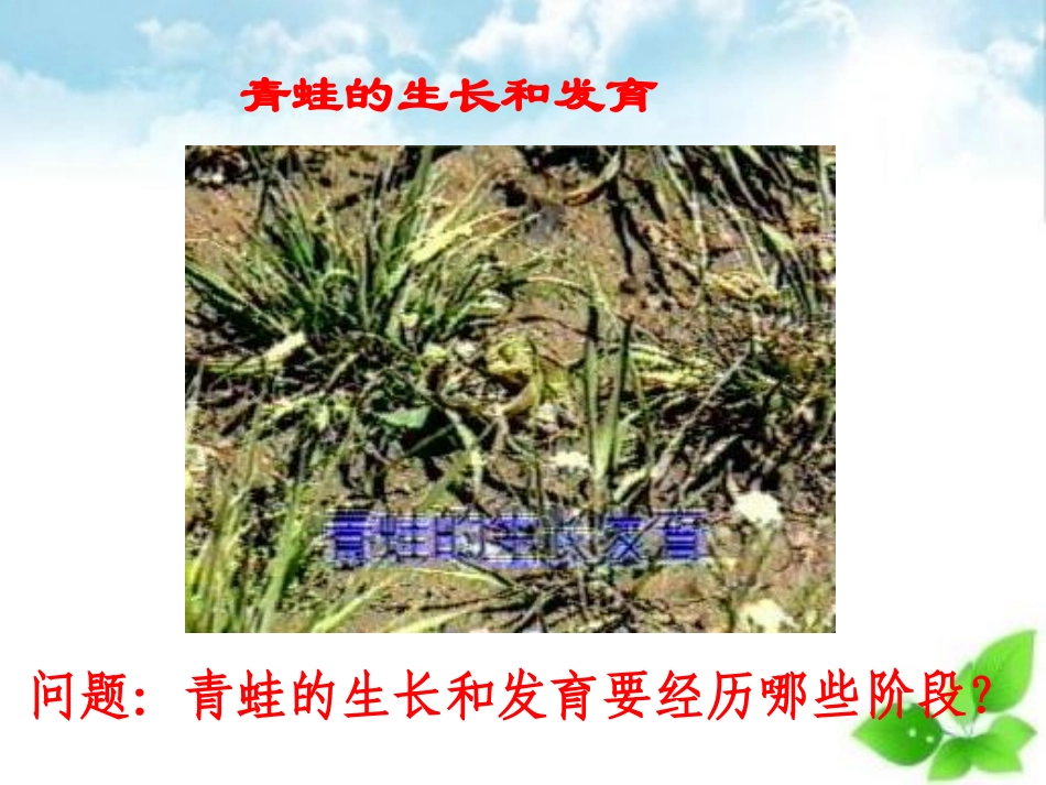 动物的生长变化生长与变化自制_第3页