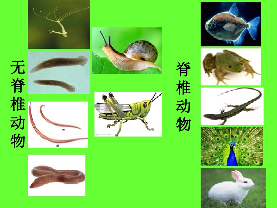 动物的主要类群_第3页