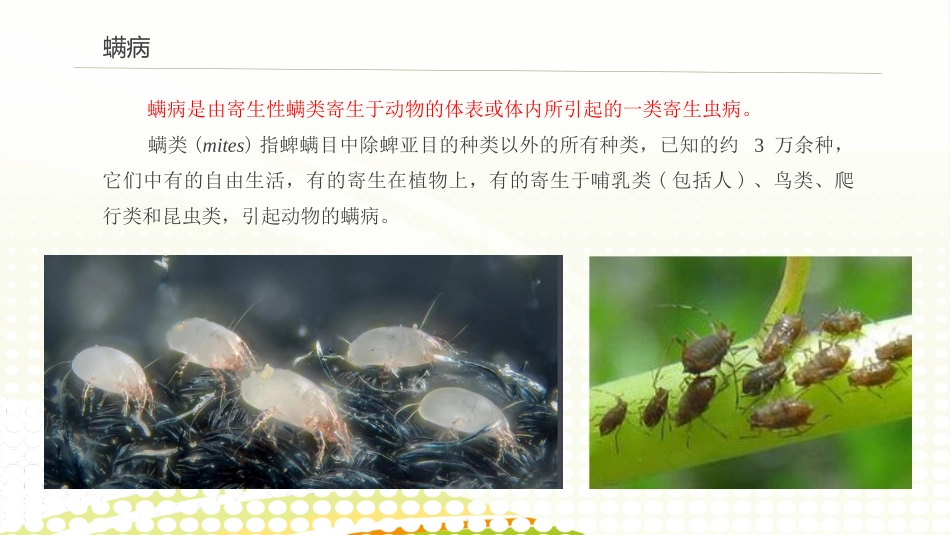 动物寄生虫螨病_第2页