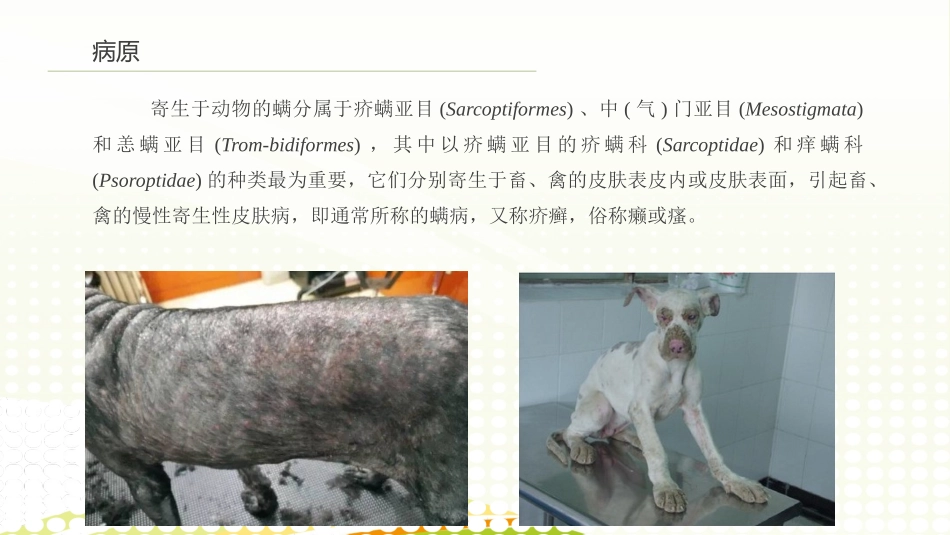 动物寄生虫螨病_第3页