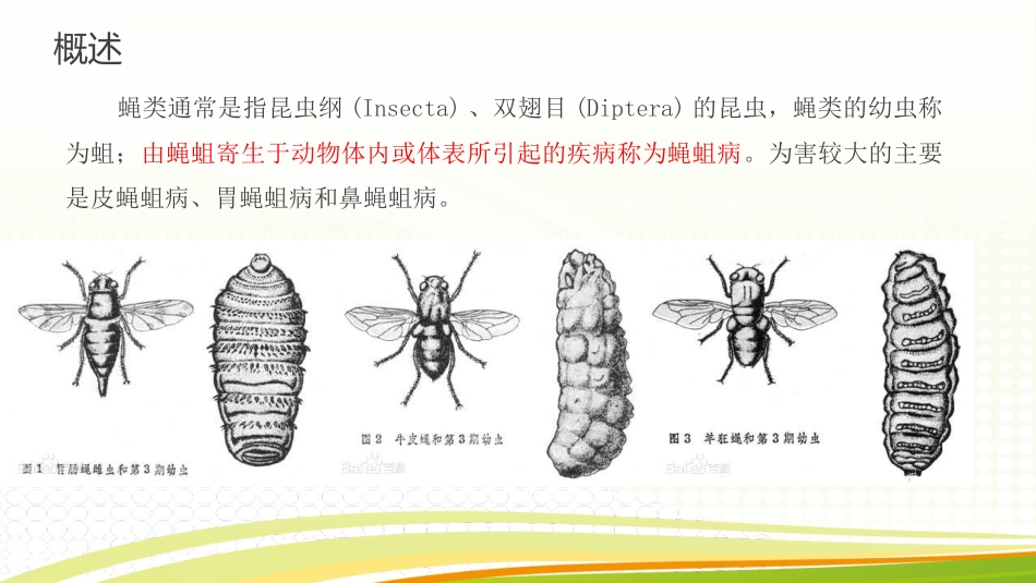 动物寄生虫三大蝇蛆病_第2页