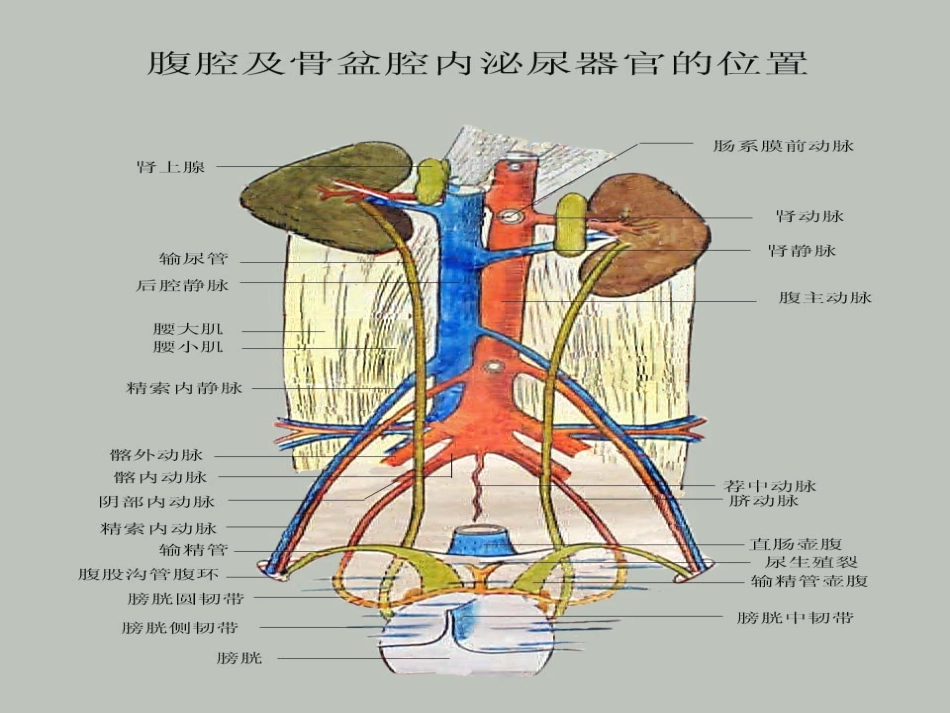 动物解剖学之泌尿系统_第3页
