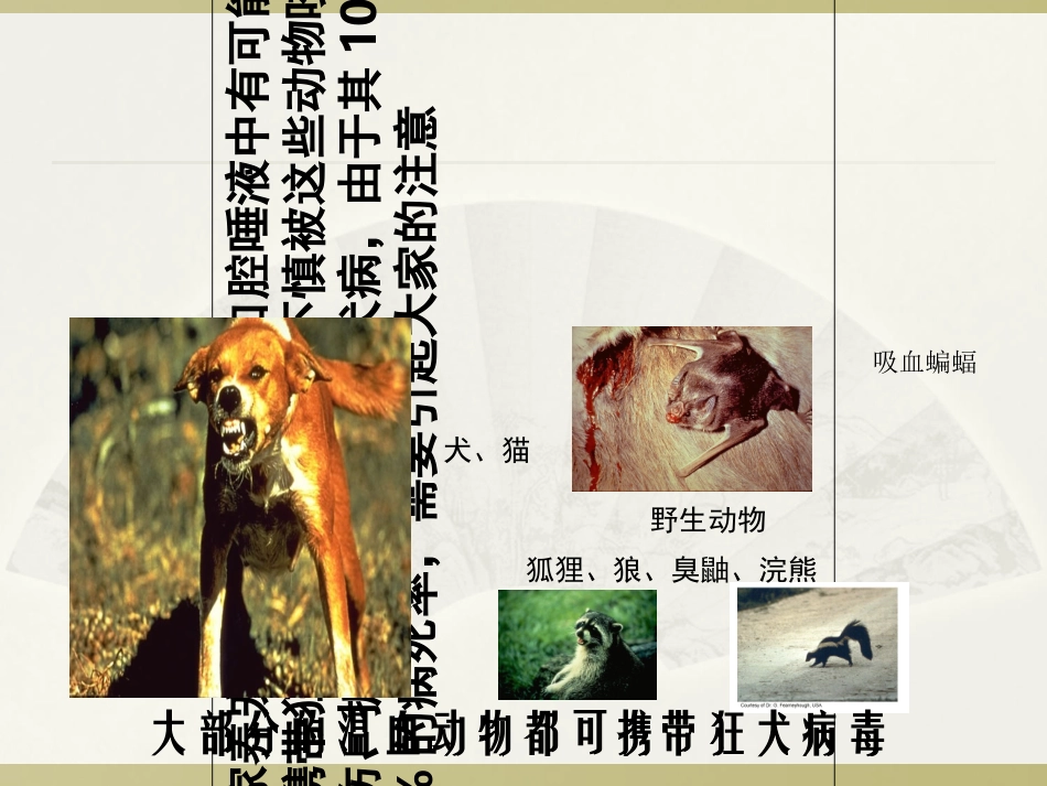 动物咬伤的处理流程及疫苗注射的注意事项_第2页