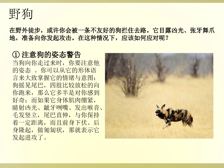 动物咬伤的处理流程及疫苗注射的注意事项_第3页