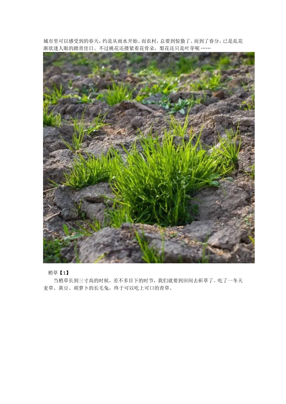 各种野花野草_第1页